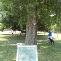 LT James Timothy WWI Memorial Tree Nashville TN.JPG